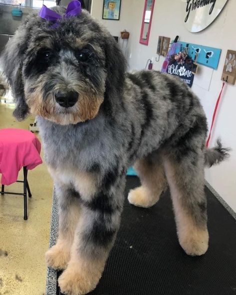 Dog Haircuts Aussiedoodle, Aussie Doodle Grooming Styles, Haircuts For Aussiedoodle, Mini Aussiedoodle Haircut, Aussie Goldendoodle, Aussie Doodle Haircut Styles, Mini Bernedoodle Haircut Styles, Bernadoodle Haircuts, Mini Bernedoodle Haircut