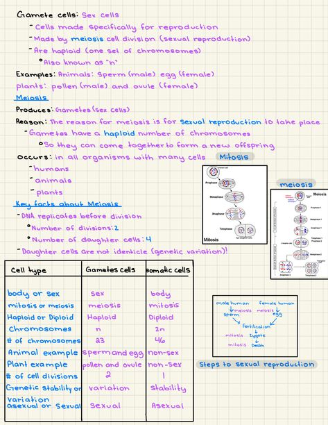 Stiochemistry Notes, Biology Notes Macromolecules, Meiosis Notes, A Level Biology Notes Biological Molecules, Lipids Biochemistry Notes, Structure Of Chromosomes Notes, Biology Revision, Study Biology, Biology Facts