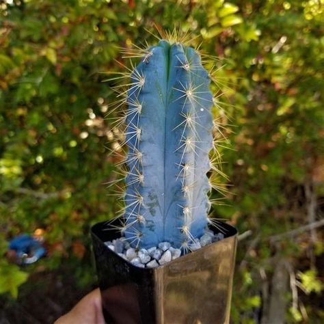 Get To Know The Beautiful Blue Cactus - Pilosocereus | Succulent City Beach Plants, Rat Tail Cactus, Man Eating Plant, Magical Plants, Agave Attenuata, Cactus Cake, Succulent Species, Blue Succulents, Modern Fall Decor