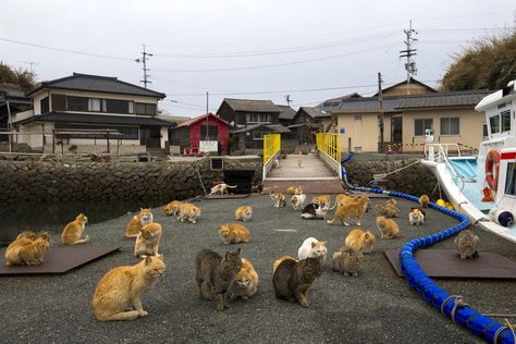 Aoshima Island, Cat Island Japan, Japanese Island, Cat Heaven, Japan Prefectures, Cat Island, Ehime, International Cat Day, Kagawa