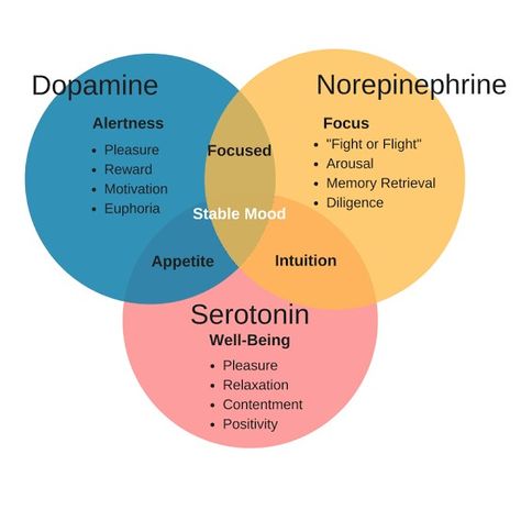 Behavioral Neuroscience, Psychology Notes, Brain Surgeon, Psychology Studies, Brain Facts, Brain Anatomy, Brain Chemistry, Psychology Student, Brain Science