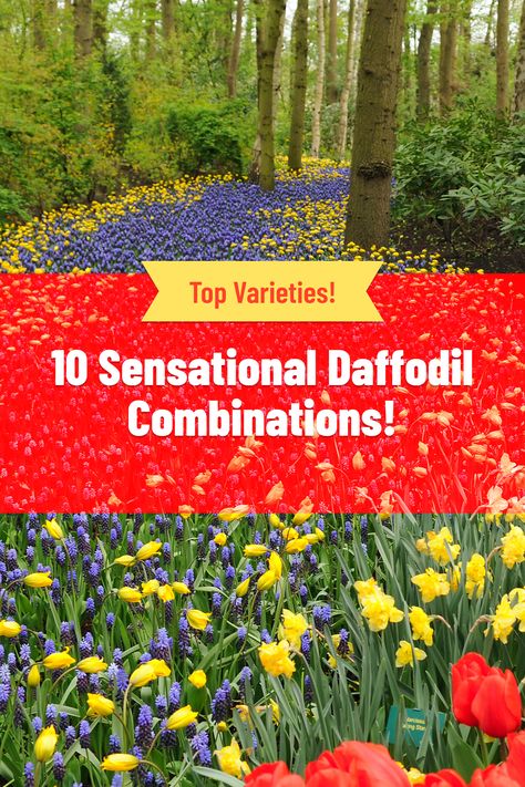 10 sensational daffodil planting combinations! Be inspired by ideas of what to plant with daffodils for a sensational spring garden. Daffodils And Tulips Landscaping, Tulip Daffodil Garden, Daffodil Garden Design, What To Plant With Daffodils, Daffodils Landscaping, Daffodils In Landscape, Daffodil Companion Plants, Tulip And Daffodil Garden Layout, Daffodil Landscaping Ideas