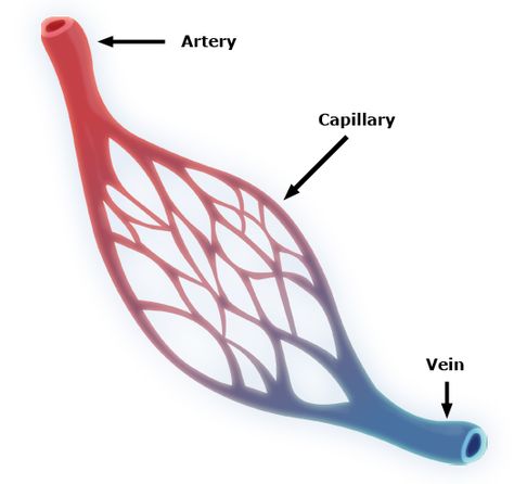 While studying the human lung, Marcello discovered a hair-like connections between Artery and the Vein. This discovery lead him to teaching the world how oxygen gets into your blood and called these hair-like things capillaries. Blood Vessels Anatomy, Smooth Muscle Tissue, Drawing Blood, Arteries And Veins, Dont Touch My Phone Wallpaper, Medical Instruments, Human Body Systems, Diagram Design, Hormone Health