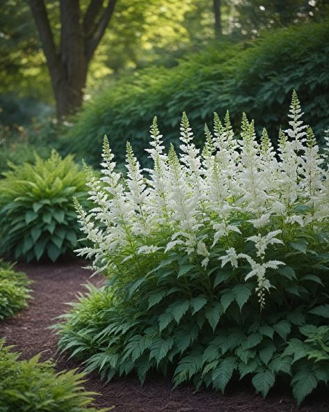 10 Best Varieties Of Astilbe Astilbe Deutschland, Astilbe Garden, Astilbe Japonica, Astilbe Flower, Dry Shade Plants, Landscaping Inspiration, Fairytale Cottage, Cut Flower Garden, Woodland Garden