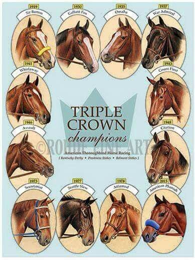 Was I the only one who thought secretariat was the only triple crown winner?! Secretariat Horse, Horse Poster, Famous Horses, Triple Crown Winners, Derby Horse, Thoroughbred Horse Racing, Race Horse, Sport Of Kings, Race Horses