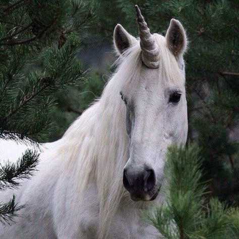 Mythical Horses, I Am A Unicorn, Flash Ideas, Character Profiles, Real Unicorn, Zodiac Academy, Enchanted Wood, Unicorn Pictures, Last Unicorn