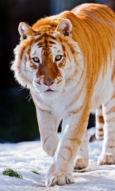 ~~Golden tiger walking in the snow by Tambako the Jaguar~~ Golden Tabby Tiger, Golden Tabby, Tiger Walking, Golden Tigers, Regnul Animal, Tiger Pictures, Golden Tiger, Rare Animals, Pretty Animals