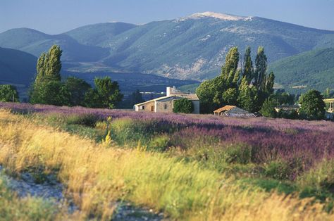 Provance France, Countryside Picnic, Lavender Inspiration, France Landscape, Best Vacation Destinations, Landscape Photography Nature, Provence France, French Countryside, Lavender Fields