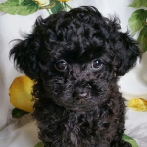 Mozart Poodle Puppy 608372 | PuppySpot Cocker Poodle, Toy Poodles For Sale, Silver Poodle, Poodle Puppies For Sale, Toy Poodles, Poodle Puppies, Poodle Mix, Teacup Puppies, Poodle Puppy