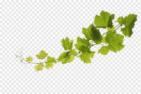 White Wine Grapes, Fall Leaves Png, Vine Drawing, Grape Painting, Grape Plant, Leaf Png, Leaf Vegetable, Ivy Plants, Black Grapes