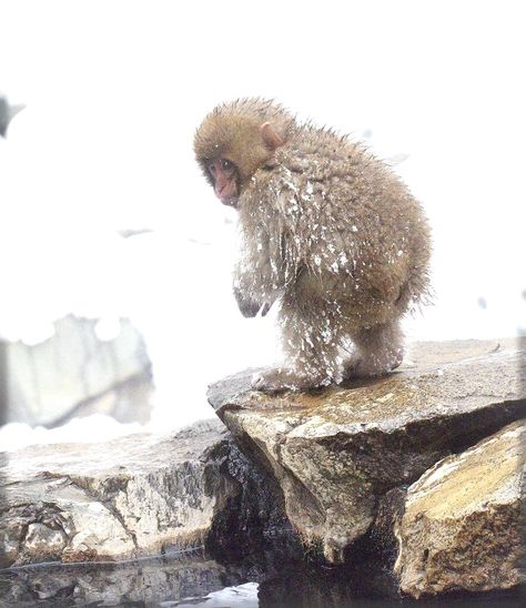 Snow Monkeys, Snow Monkey, Nagano Japan, Monkey 3, Hot Spring, Nagano, Nutrition Information, Monkeys, The Snow