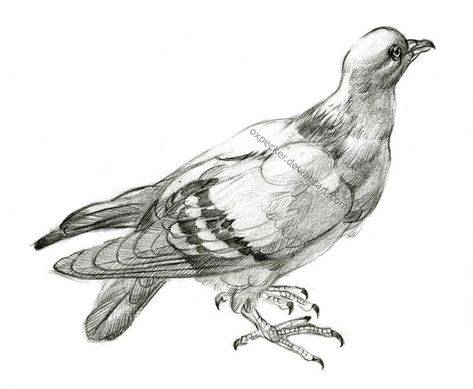 Rock Pigeon, Bird Pencil Drawing, Drawing Body Proportions, Bird Sketch, Pencil Sketch Drawing, Animal Illustration Art, Buddha Painting, Animal Sketches, Sketchbook Inspiration