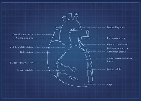 Cardiothoracic Surgery Aesthetic, Surgeon Aesthetic, Post Surgery Care Package, Cardiothoracic Surgeon, Surgery Aesthetic, Thoracic Surgery, Cardiac Surgeon, Surgery Care Package, Cardiothoracic Surgery