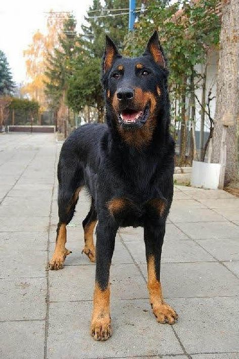 German Shepherd Doberman mix Chien Cane Corso, Beauceron Dog, Norwegian Lundehund, Doberman Mix, Dog German, Guard Dog, Yorkshire Terrier Puppies, Beautiful Dog, Large Dog Breeds