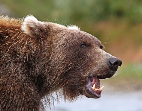 Bear Side Profile, Bear Profile, Monster Anatomy, Open Mouth Drawing, Bear Reference, Polar Bear Paint, Animal Studies, Grizzly Bears, Profile Drawing