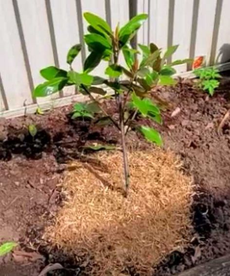 Little Gem Magnolia Tree, Magnolia Shrub, Magnolia Little Gem, Magnolia Bush, Southern Magnolia Tree, Evergreen Magnolia, Japanese Magnolia, Magnolia Branch, Tree Seedlings