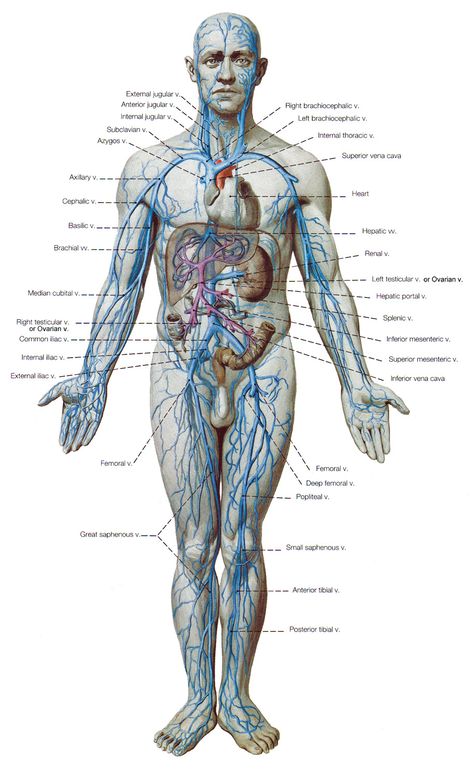 Veins Of The Body Anatomy, Life Reference, Human Anatomy Reference, Chest Armor, Skeleton Anatomy, Basic Anatomy And Physiology, Cardiovascular System, Body Anatomy, Anatomy And Physiology