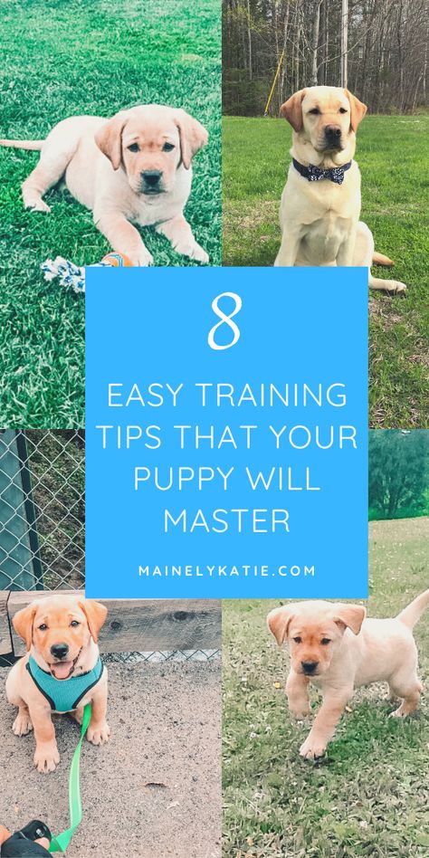 Easy puppy training tips that your puppy will master in no time! These 8 easy training tips will help your puppy to learn the basics. Easy Puppy Training, 10 Week Old Puppy Training, Dog Training Tips New Puppy, Puppy Training Schedule By Age, Puppy Milestones, Dog Training Obedience Puppies, Lab Puppy Training, Shih Tzu Training, Puppy Training Guide