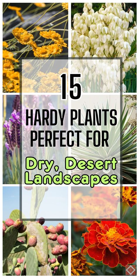 Discover 15 hardy plants that thrive in dry, desert landscapes. Perfect for gardeners looking to create a stunning desert garden, these resilient plants require minimal water and care. Save this pin for later and transform your garden into a desert oasis. Click to explore these drought-resistant beauties! Desert Ground Cover, Easy Desert Landscape Ideas, Dry Garden Landscaping, Desert Yard Ideas, Desert Backyard Landscaping, Desert Garden Ideas Drought Tolerant, Gardening In The Desert, Plants That Grow In The Desert, Best Plants For Desert Climate