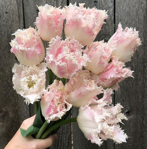 Fringed Tulips Bouquet, Fringe Tulips, Fringed Tulips, Tulip Aesthetic, Special Plants, Tulip Season, Flower Varieties, Wedding Reception Flowers, Reception Flowers