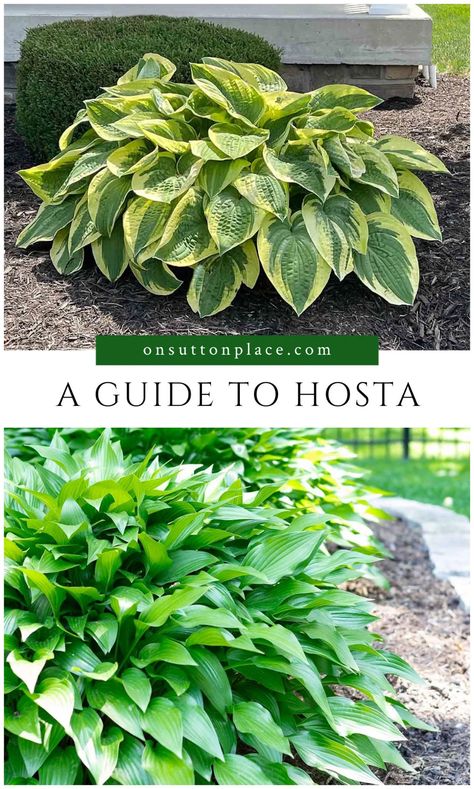 Hosta Care Tips, Hostas Care, Transplanting Hostas, Hostas Landscaping, Transplant Hostas, Interesting Flowers, Hosta Care, Shade Garden Design, Plantain Lily