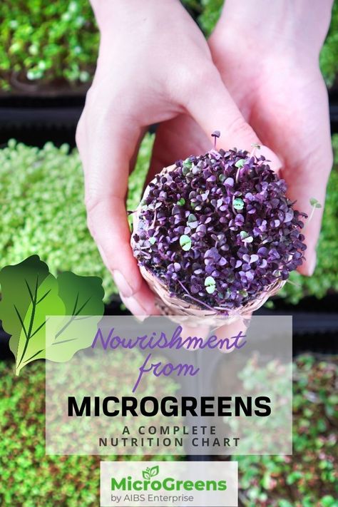 Microgreens Nutrition Chart, Nutrition Chart, Sources Of Vitamin A, Gut Flora, Red Beets, Good Source Of Fiber, Complete Nutrition, Improve Heart Health, Tiny Plants