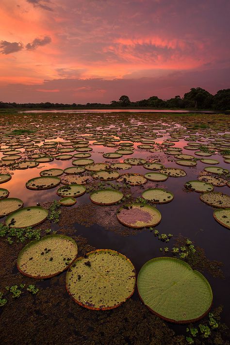 Pantanal of Brazil | Outdoor Photography Guide  #Outdoorphotographyguide Brazil Vacation, Brazil Culture, Visit Brazil, Backpacking South America, Outdoor Photographer, Brazil Travel, Photography Guide, Being Good, Do You Believe