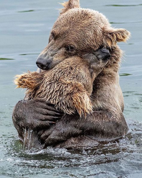 DISSOCEAN™ | WORLD OCEAN on Instagram: “Bear hug 💕🐻🐻 #alaska #bears #love ⠀ ❤️ Like & Save! 👏 Share it in your Story! 👉 Tag your friends! 👉 Turn on post notifications! 🔸 Follow us…” Regnul Animal, Bbc Earth, Earth Pictures, Wildlife Photos, Bear Hug, Hand Holding, Amazing Animals, Cute Animal Pictures, Sweet Animals