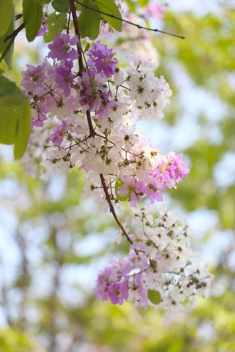 Lagerstroemia speciosa or tabak tree in Thailand,#Perennial #plant bloom one time per year http://bit.ly/24wZBVY .... #gardensthatwin Lagerstroemia Speciosa, Islam History, Islamic Books, Gardening Ideas, Garden Pots, Perennials, Grapes, Thailand, History