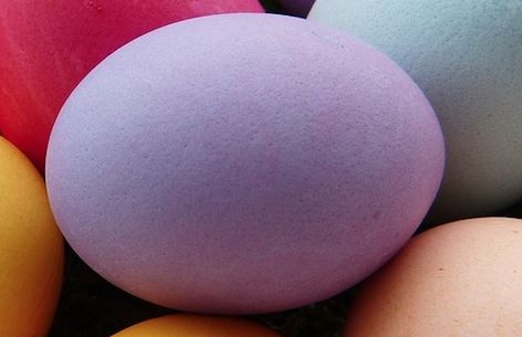 Lavender Orpington Chickens Eggs, Chicken Types And Eggs, Saphire Gems Chicken Eggs, What Chickens Lay What Color Eggs, Chicken Egg Colors And Breeds, Colored Chicken Eggs, Americauna Chickens, Lavender Orpington Chickens, Different Types Of Eggs