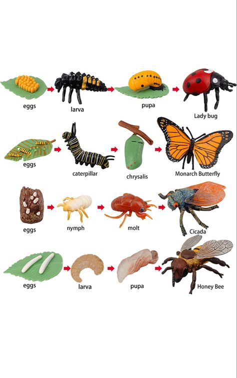 the 4 stages of Monarch Butterfly, Honey Bee, Cicada, and Ladybug developments. | Homeschooling Curriculum