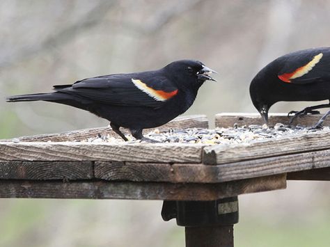 This simple project makes an ample feeder for serving a flock of seed eaters. Crow Platform Feeder, Platform Bird Feeder Diy How To Build, Crow Feeder Diy, Platform Bird Feeder, Animal Enrichment, Make A Bird, Make A Bird Feeder, Backyard Sanctuary, Bird House Kits