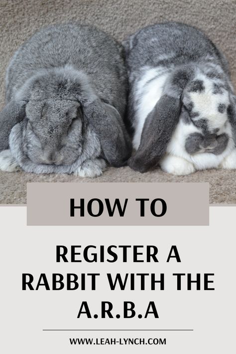 American Rabbit Breeders Association, How To Breed Rabbits, Rabbitry Setup Ideas, Rabbitry Setup, Rabbit Showing, Rabbit Setup, Rabbit Breeding, Show Rabbits, Rabbit Stuff