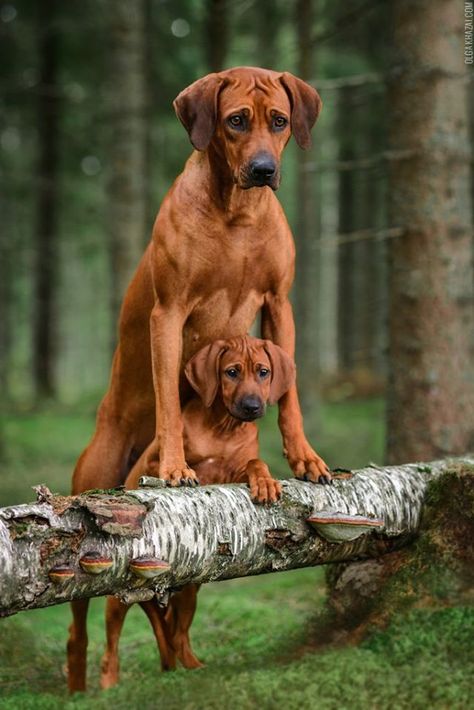 Rhodesian Ridgeback Puppy, Rodhesian Ridgeback, Ridgeback Puppies, Ridgeback Puppy, Rhodesian Ridgeback Puppies, Ridgeback Dog, Rhodesian Ridgeback Dog, Big Dog Breeds, Vizsla Dogs