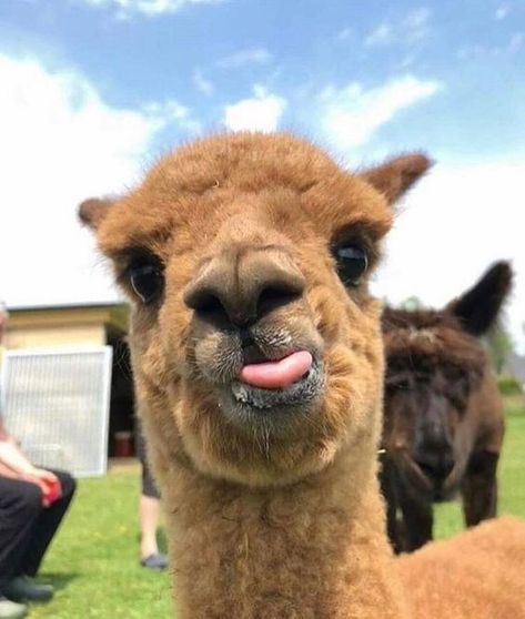 Unflattering Alpaca Photos Is The Perfect Way To Celebrate National Alpaca Day - I Can Has Cheezburger? Funny Alpaca, Llama, Alpaca, Look At, I Can, Funny