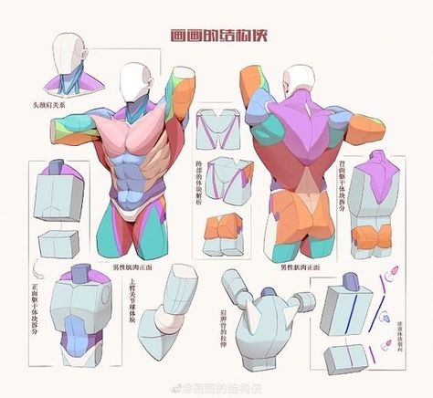 Art Reference Poses: Essential Guide for Artists Drawing Torso, 남성 근육, Male Art Reference, Art Anatomy, Anatomy References, Male Anatomy, Human Body Drawing, Man Anatomy, Body Construction