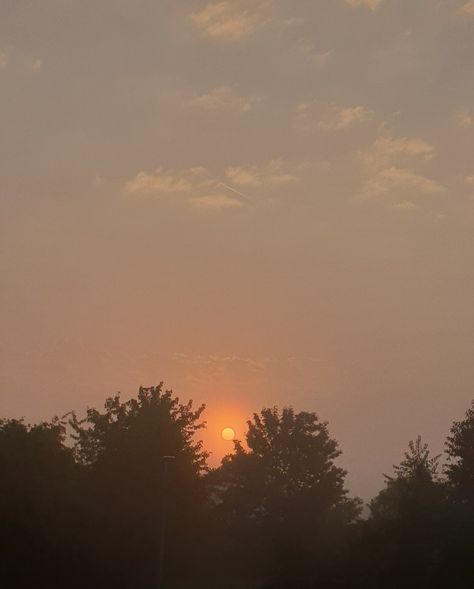 Orage sun in the fog between trees The Fog, Trees, Sun, Quick Saves