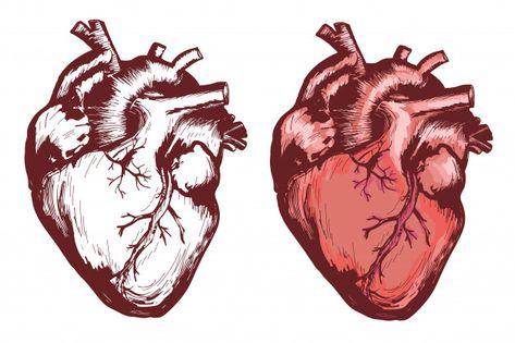 Corazón humano anatómico, dibujado a mano ilustración vectorial Vector Premium | Premium Vector #Freepik #vector #acuarela #personas #corazon #amor Hands Holding Heart, Human Heart Anatomy, Anatomical Heart Art, Vintage Tattoo Design, Balloon Illustration, Heart Anatomy, Heart Hands Drawing, Heart Illustration, Hand Drawn Vector Illustrations