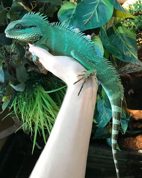 Water Dragon Pet, Chinese Water Dragon, Petit Tattoo, Reptile Room, Fun Facts About Animals, Wild Animals Pictures, Cute Reptiles, Reptile Enclosure, Water Dragon