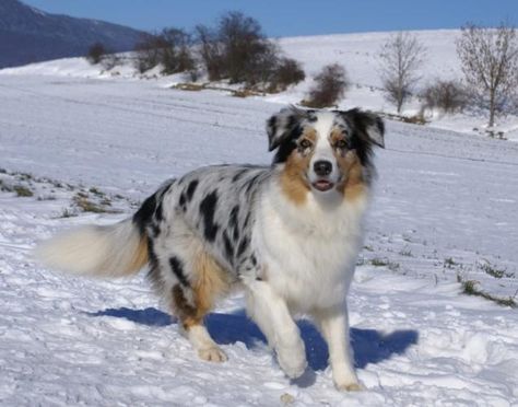 Blue Merle Australian Shepherd Australian Shepherd Blue Merle Tan Point, Australian Shepherd Merle, Traveling With Dogs, Blue Merle Australian Shepherd, Funny Dog Signs, Merle Australian Shepherd, Australian Shepherd Blue Merle, Aussie Shepherd, Australian Shepherd Puppy