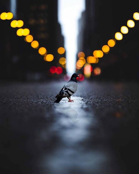 Depth Of Field Photography, Cute Pigeon, Focus Images, Bokeh Photography, Black Background Images, Bokeh Lights, Light Trails, Photography Challenge, World Photography