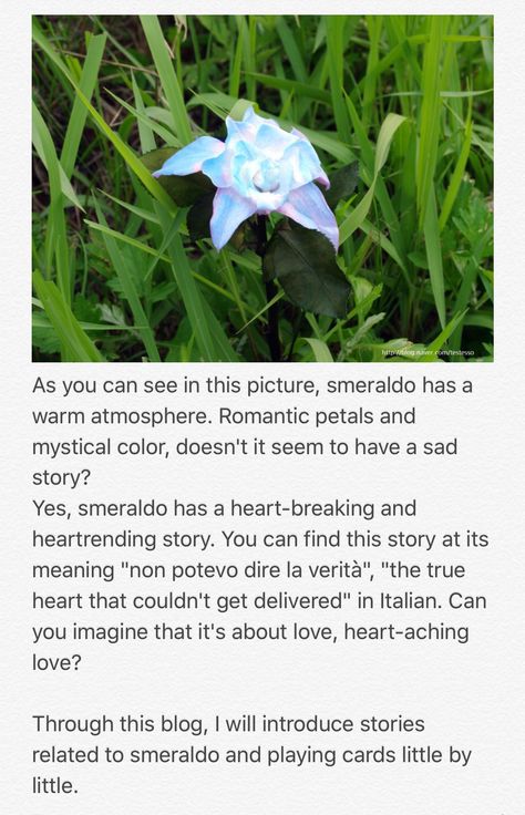 Smeraldo Flower, Flower Meanings, Meant To Be, Google Search, Flowers