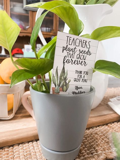 Teacher Appreciation Gifts Plants, Teacher Plant Gift Ideas, Teacher Plant Gift, Cheap Teacher Appreciation Gifts, Teacher Thank Yous, Custom Teacher Appreciation Gifts, Teacher Retirement Parties, Sunshine Committee, Teachers Week