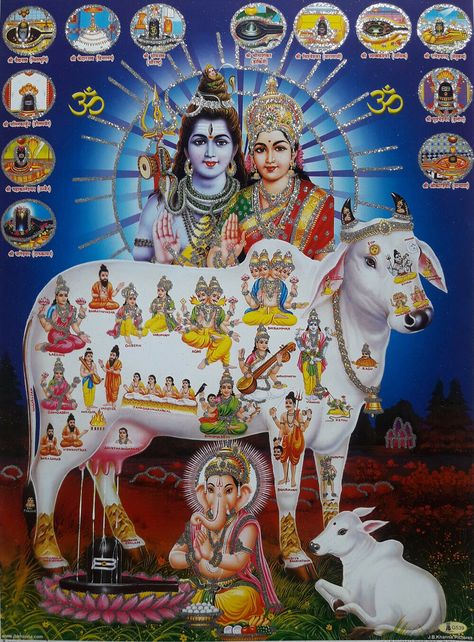 Kamadhenu Cow, Kamdhenu Cow, Highland Cow Wall Art, Ganesha God, Good Morning Monday Images, Guru Nanak Wallpaper, Pictures Wall Decor, Cow Wallpaper, Hanuman Hd Wallpaper