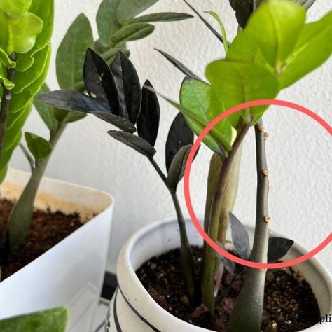 How To Fix A Leggy ZZ Plant? (Causes+What To Do) – Simplify Plants How To Divide Plants, Zz Plant Potting Ideas, How To Repot A Zz Plant, How To Propagate A Zz Plant, Z Z Plant, Dividing Plants, Zz Plant Care, Zz Plants, Plant Tips