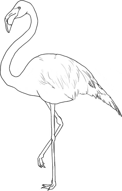 Flamingo coloring page - Flamingo free printable coloring pages animals Woodburning Pattern, Printable Flamingo, Flamingo Coloring Page, Greater Flamingo, Flamingo Pictures, Flamingo Color, Flamingo Wallpaper, Flamingo Painting, Flamingo Art