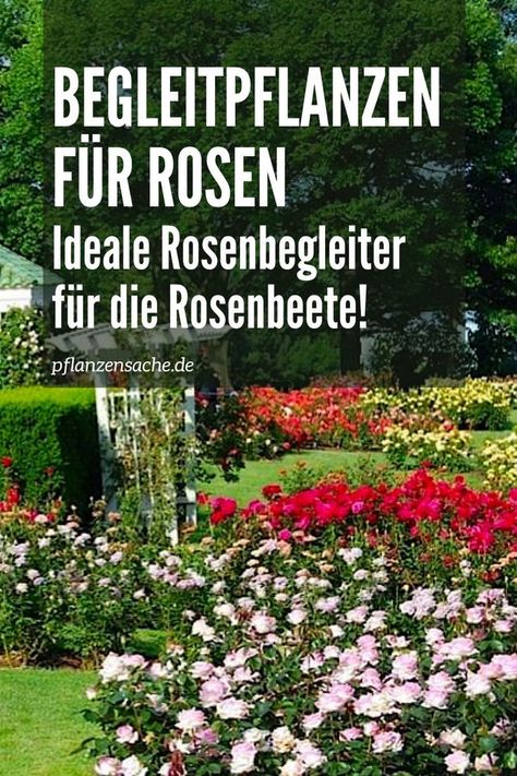 Begleitpflanzen für Rosen, das sind die schönsten Begleiter für die Königin der Blumen! Hier finden Sie die besten Stauden, Bodendecker und Kräuter! Rosen Beet, Die Rose, Beets