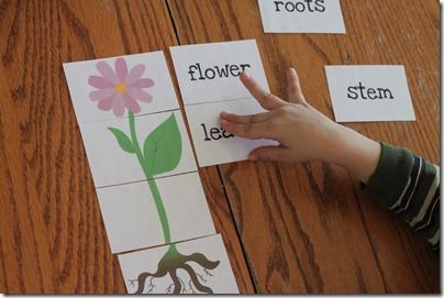 20110323-IMG_8809 Planting Activities, Preschool Gardening, Preschool Corner, Montessori Garden, Labeling Activities, Garden Unit, Montessori Science, Preschool Garden, Plants Unit