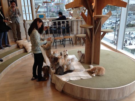 Feeding time at MoCHA cat cafe overlooking Harajuku-Meiji station in Tokyo. Cat Cafe Interior Coffee Shop, Cat Cafe Aesthetic, Cats Coffee Shop, Animal Cafe, Gingerbread Cat, Korea Cat Cafe, Japanese Cat Cafe, Cat Bar, Cat Cafe London