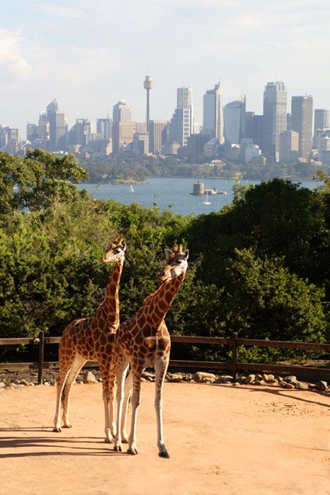 Giraffes at Taronga Zoo enjoy breathtaking views overlooking Fort Dennison, Sydney Harbour and Central Sydney. Taronga Zoo Sydney, Sydney Travel, Sydney City, Harbour Bridge, Visit Australia, Sydney Harbour, Canberra, Giraffes, Australia Travel